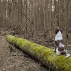 kleiner Baum-Münsterländer