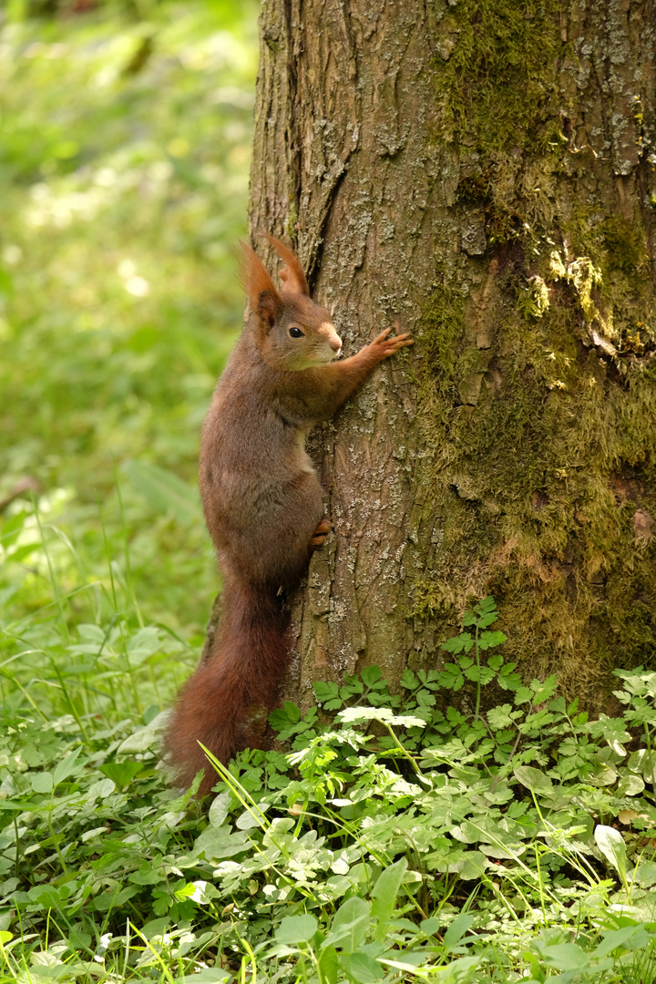 Kleiner "Baum-Umarmer"