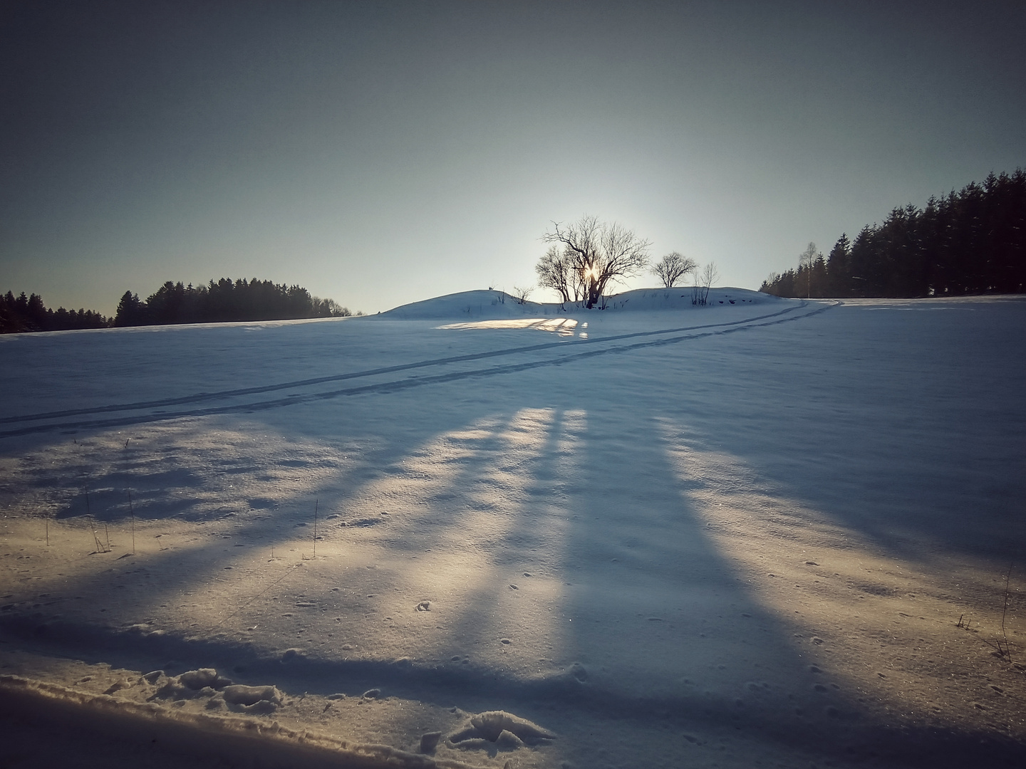 kleiner Baum wirft lange Schatten Foto & Bild sonnenuntergang, winter