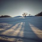 kleiner Baum wirft lange Schatten 