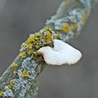 Kleiner Baumpilz im Flechtengrün