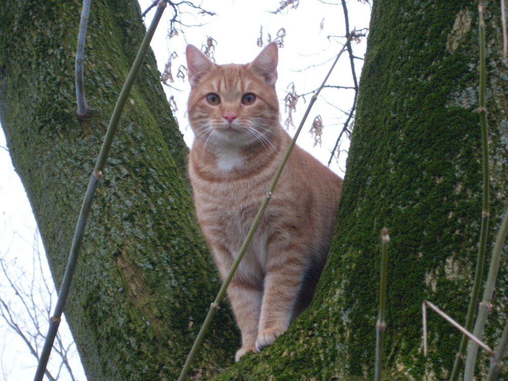 Kleiner Baumtiger