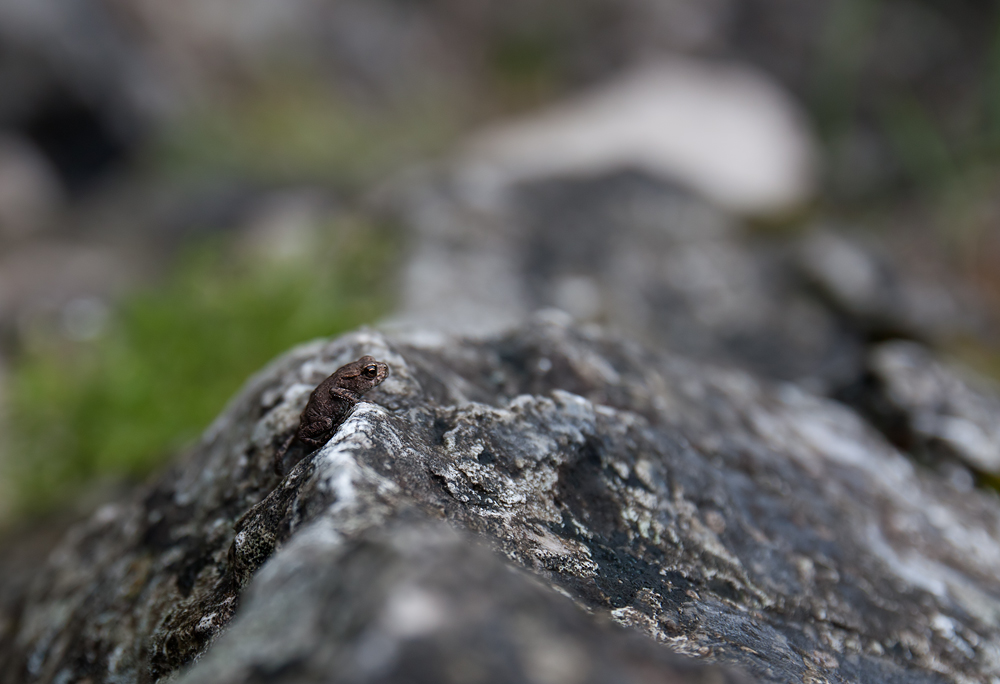 - Kleiner Bergsteiger -