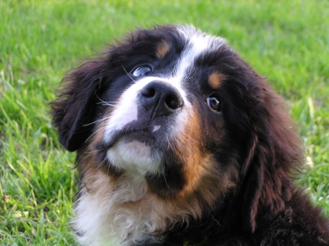 Kleiner Berner Sennenhund