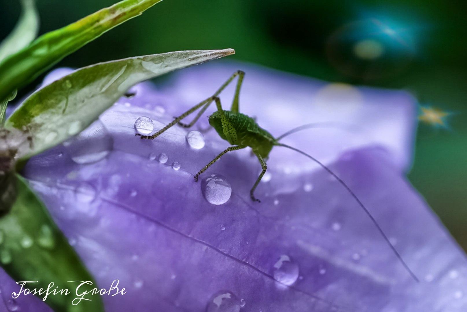 Kleiner Besuch 