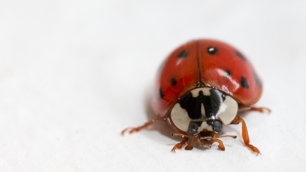 Kleiner Besuch