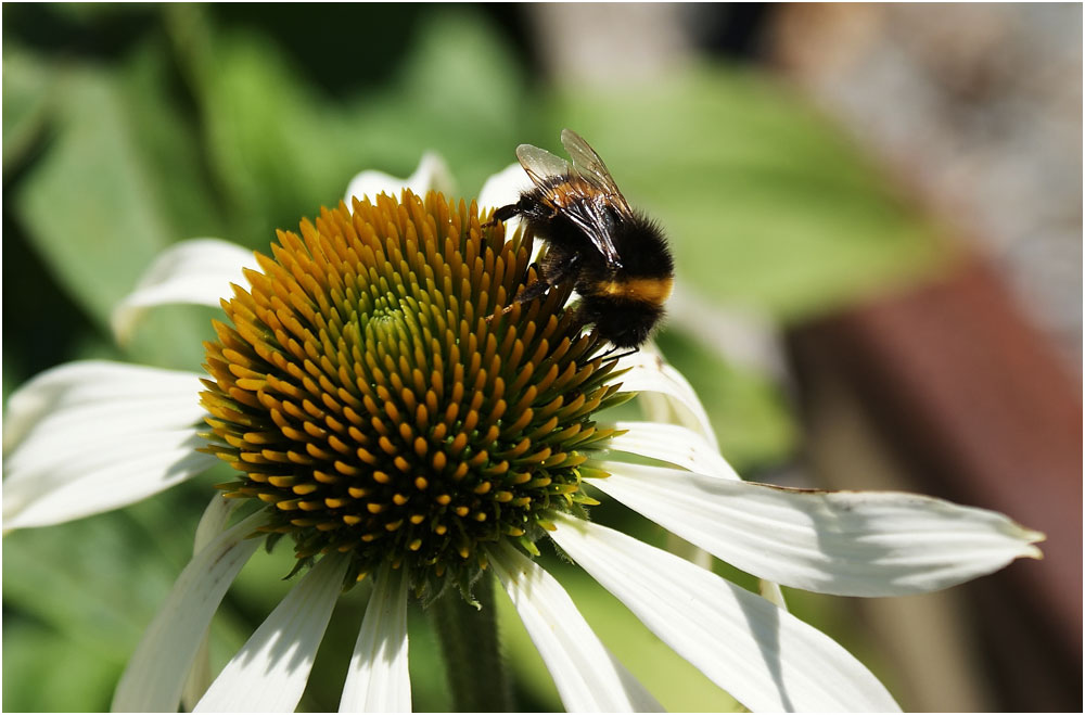 Kleiner Besuch