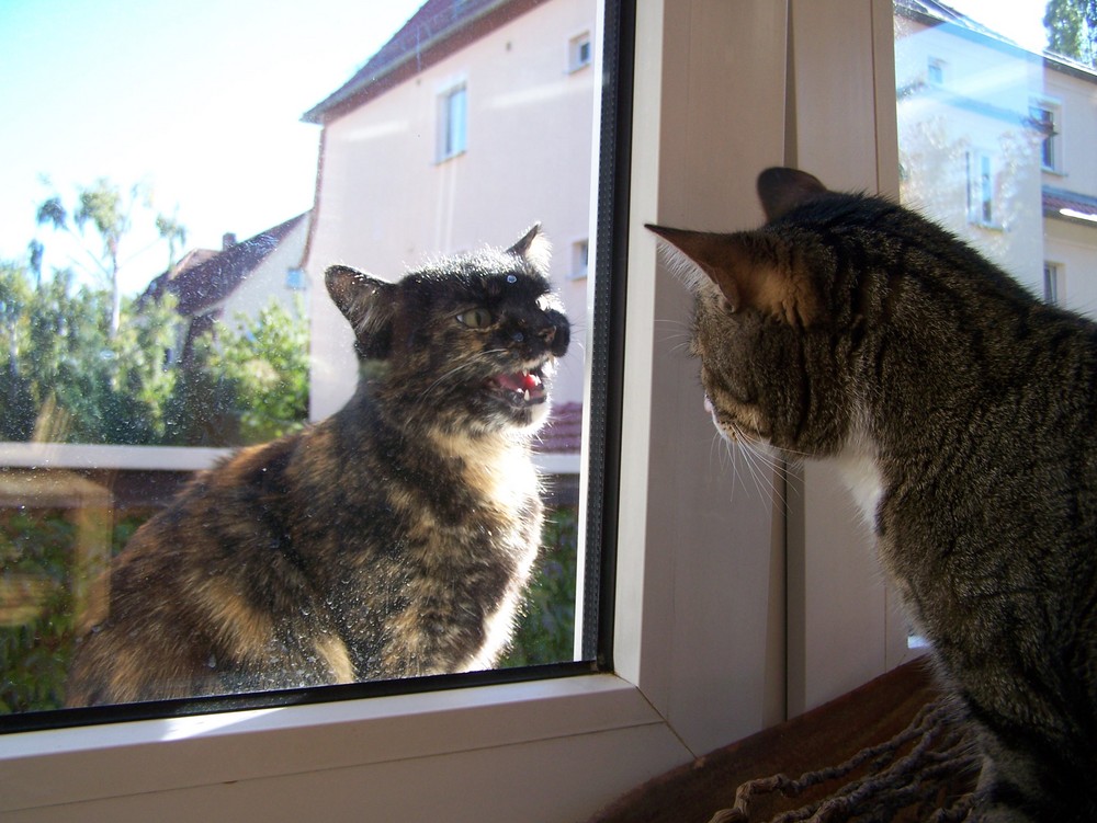 kleiner besuch an der fensterbank