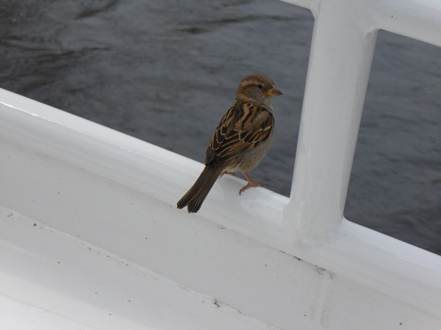 Kleiner Besuch auf dem Boot! 