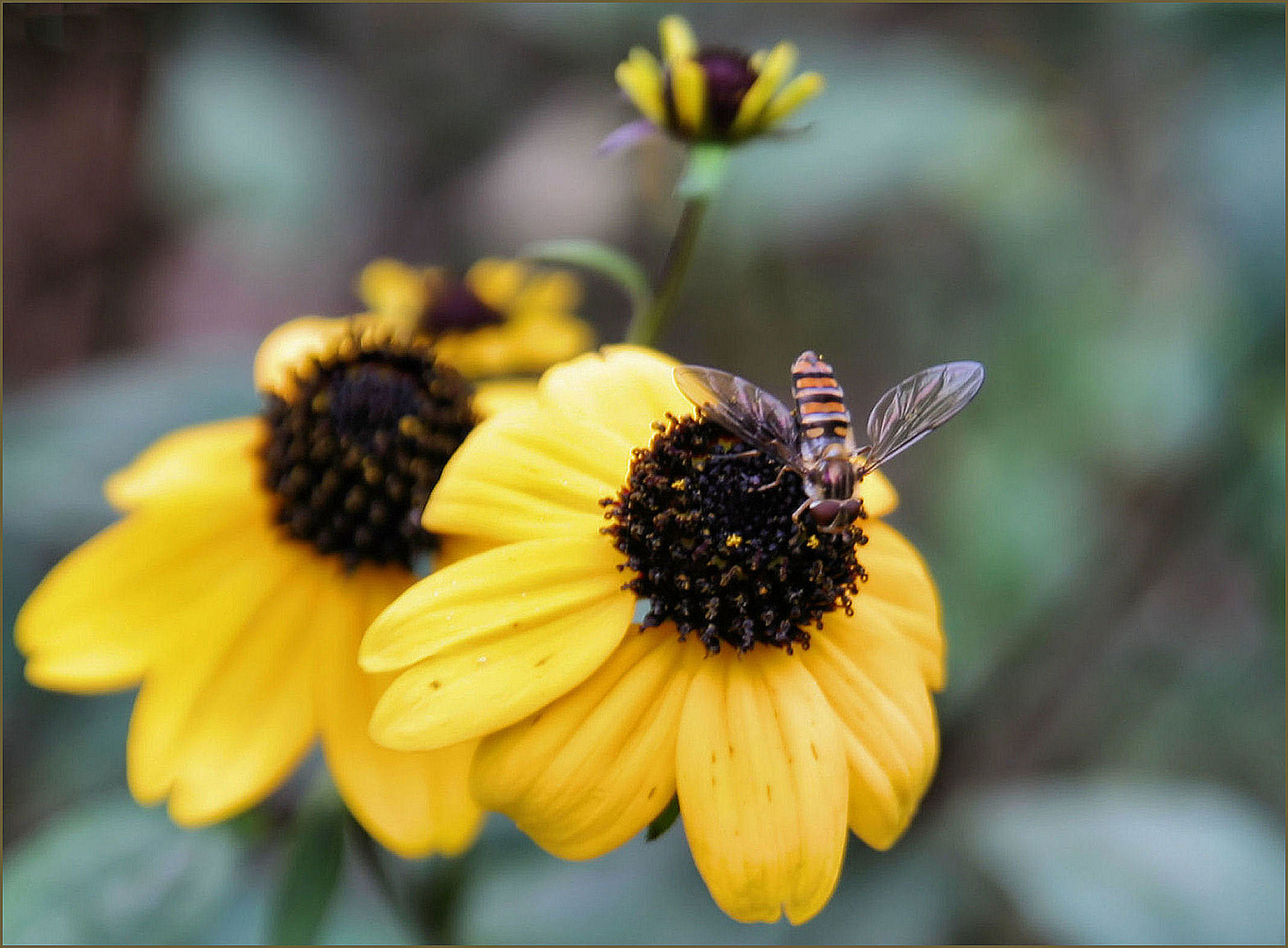 Kleiner Besuch auf der Blüte