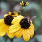 Kleiner Besuch auf der Blüte