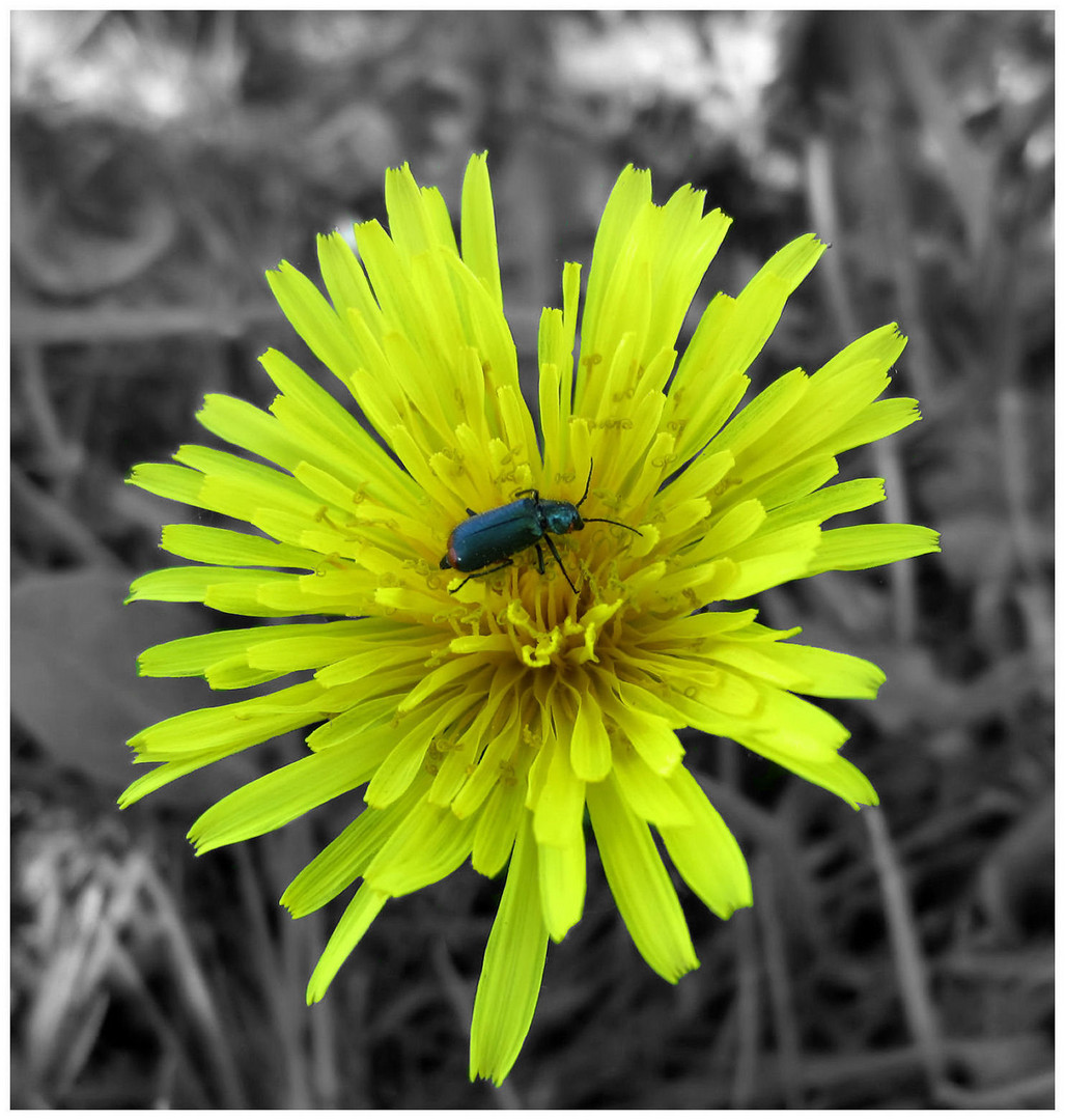 Kleiner Besuch auf großer Blüte