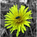 Kleiner Besuch auf großer Blüte