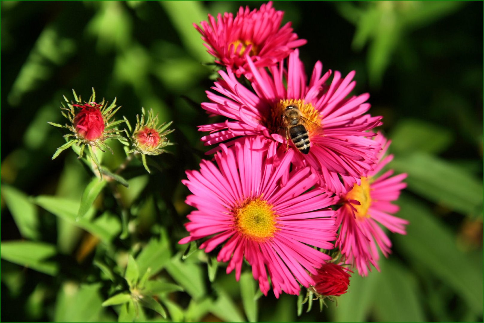 Kleiner Besuch auf großer Blüte