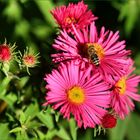 Kleiner Besuch auf großer Blüte