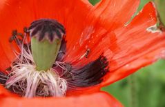 Kleiner Besuch auf großer Blüte Türkisch Mohn