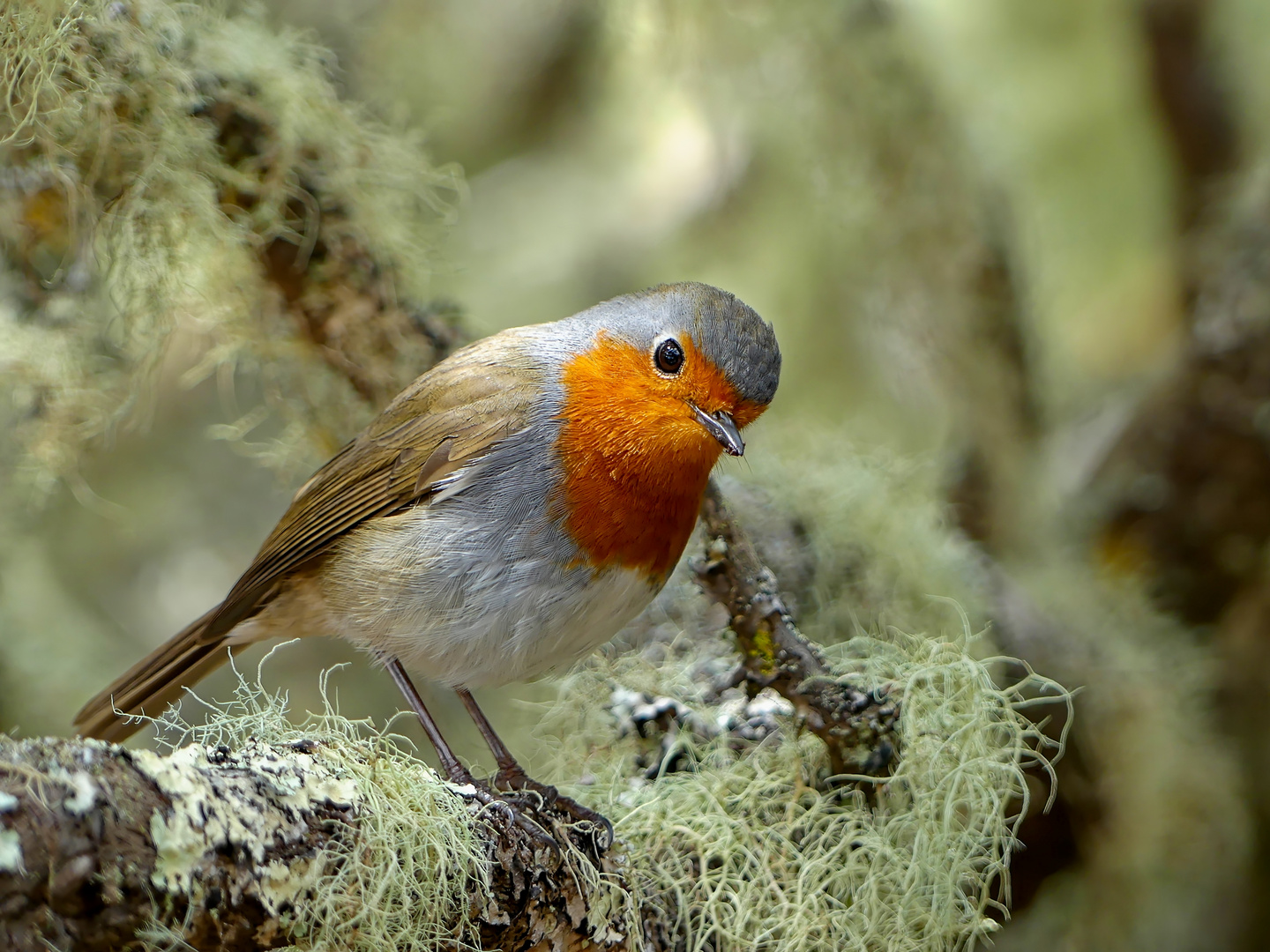 Kleiner Besuch im Anagagebirge  teneriffa 