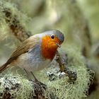Kleiner Besuch im Anagagebirge  teneriffa 