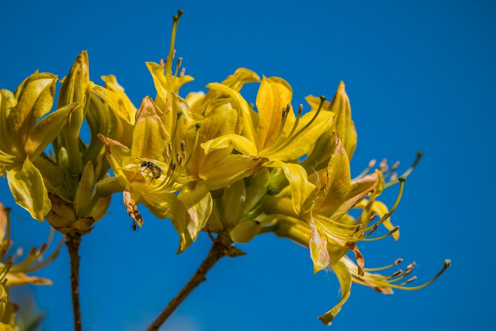 Kleiner Besuch im Frühling