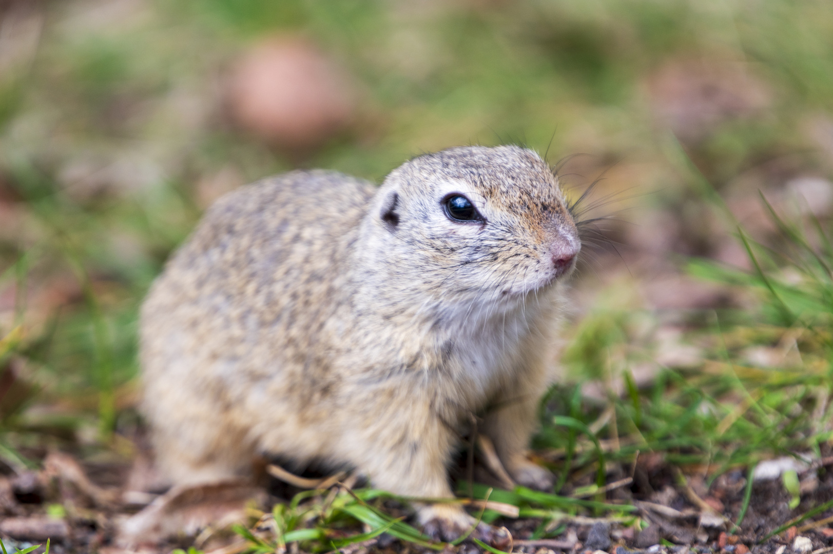 "Kleiner" Besuch im Tiergarten 3