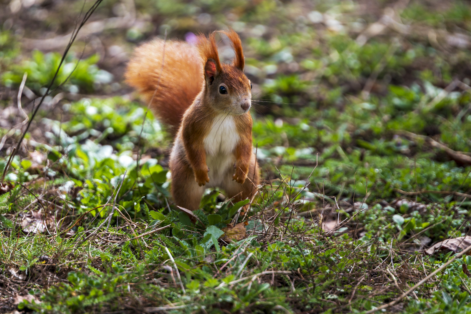 "Kleiner" Besuch im Tiergarten 4