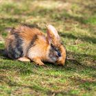 "Kleiner" Besuch im Tiergarten 5