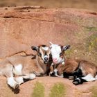 "Kleiner" Besuch im Tiergarten 6