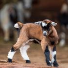 "Kleiner" Besuch im Tiergarten 7