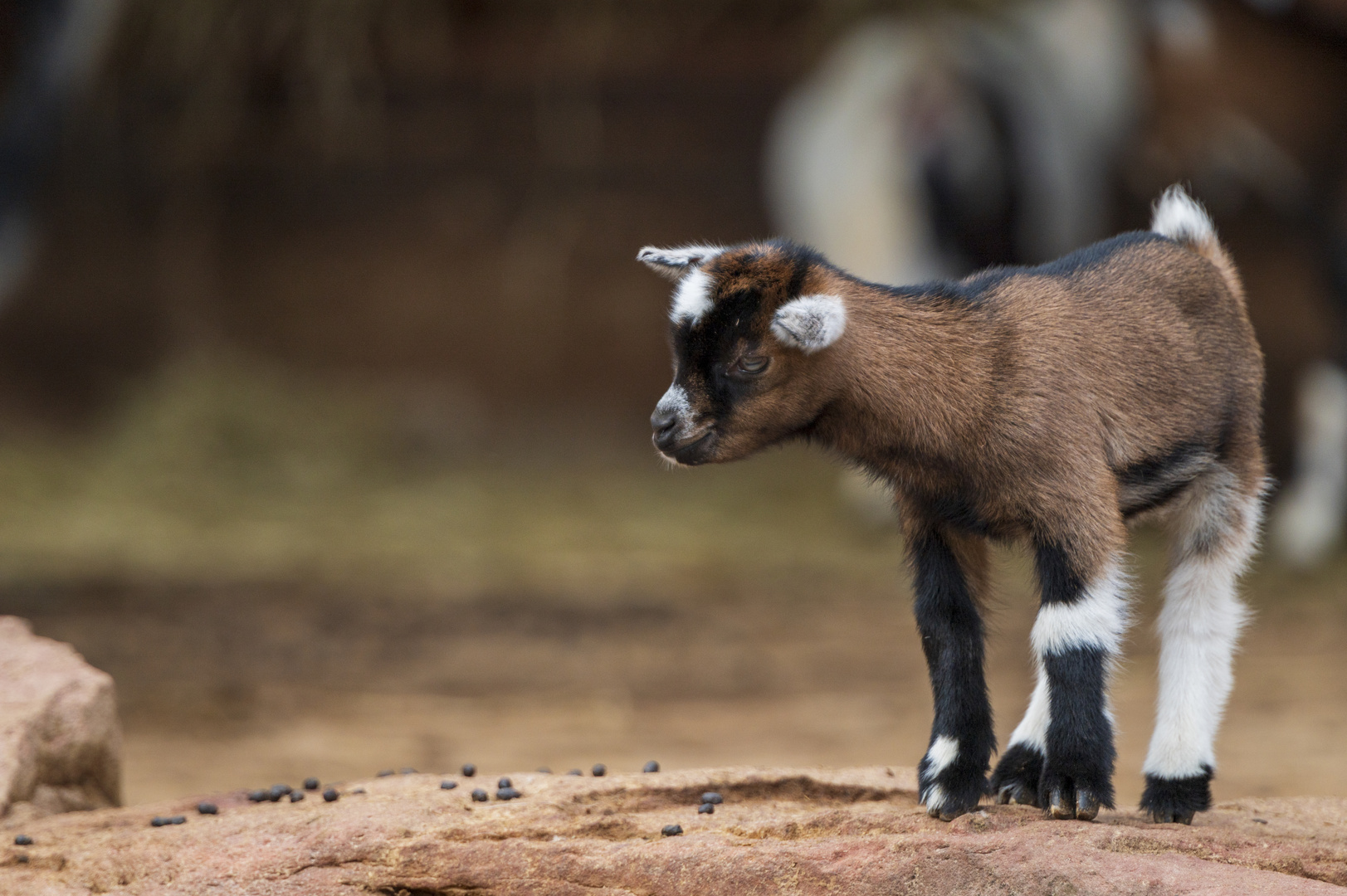 "Kleiner" Besuch im Tiergarten 8