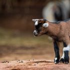 "Kleiner" Besuch im Tiergarten 8