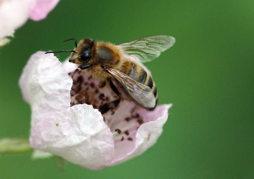 Kleiner Besuch in der Brombeerblüte