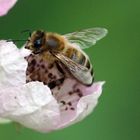 Kleiner Besuch in der Brombeerblüte