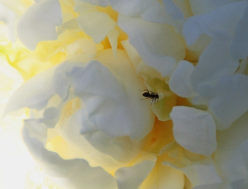 kleiner Besuch in großer Blüte