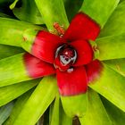 kleiner Besuch in großer Bromelia