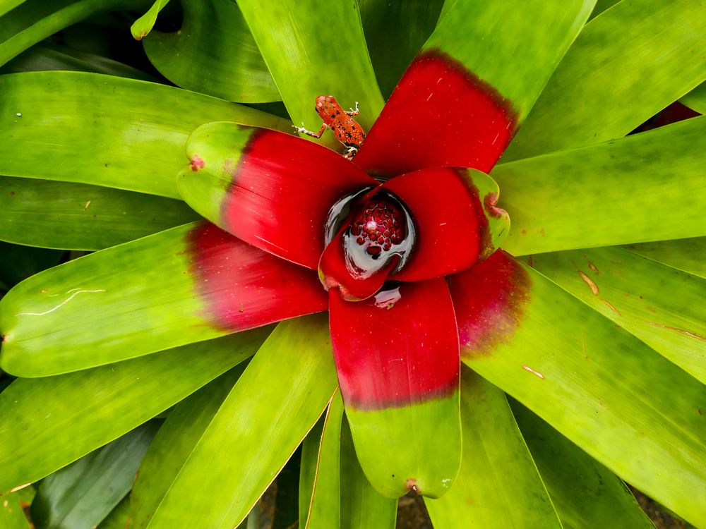 kleiner Besuch in großer Bromelia