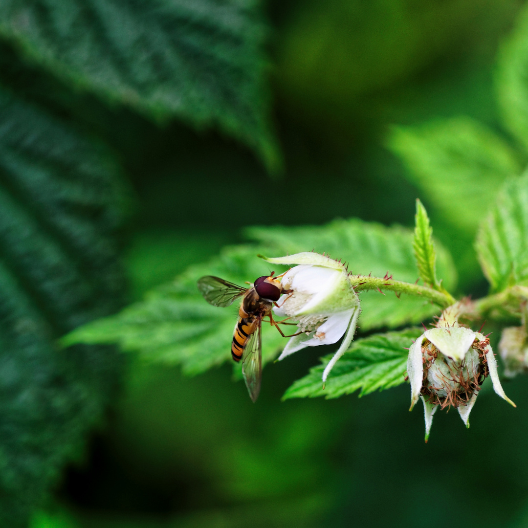 kleiner Besucher