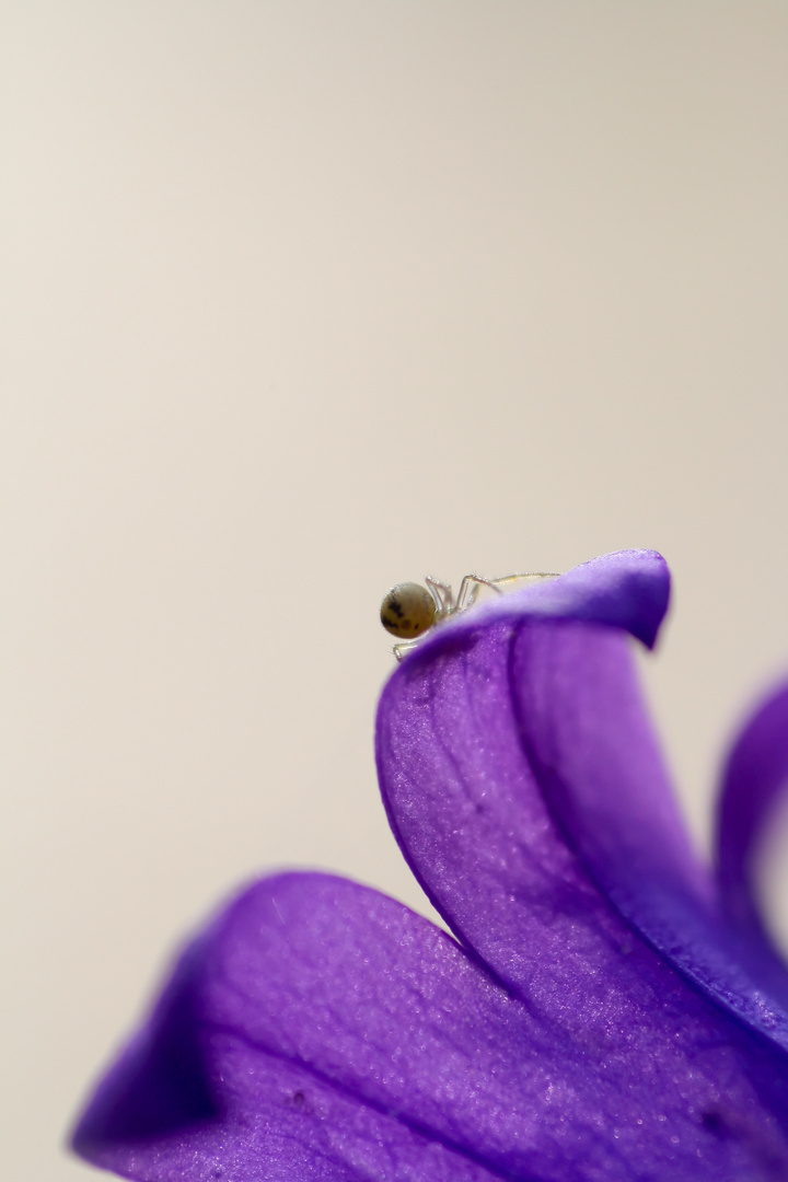 Kleiner Besucher