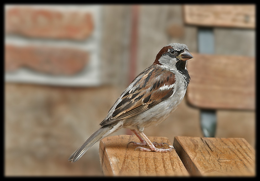 Kleiner Besucher