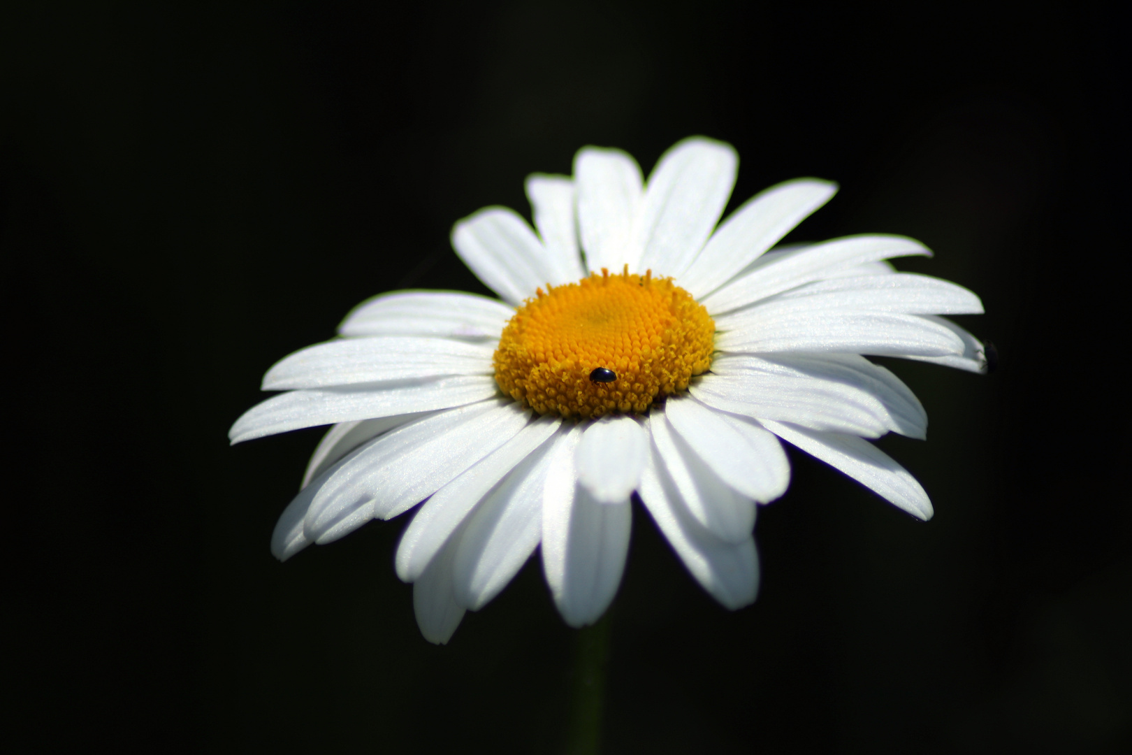 kleiner Besucher