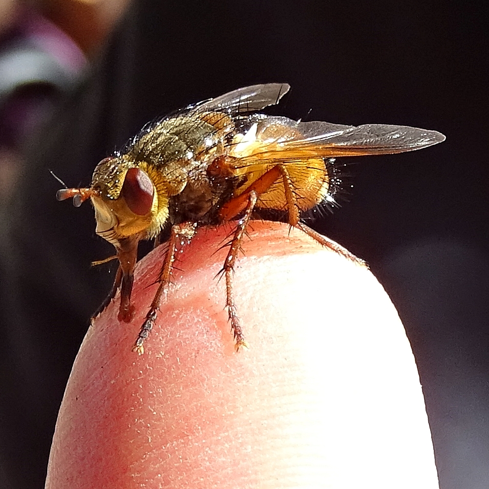 Kleiner Besucher