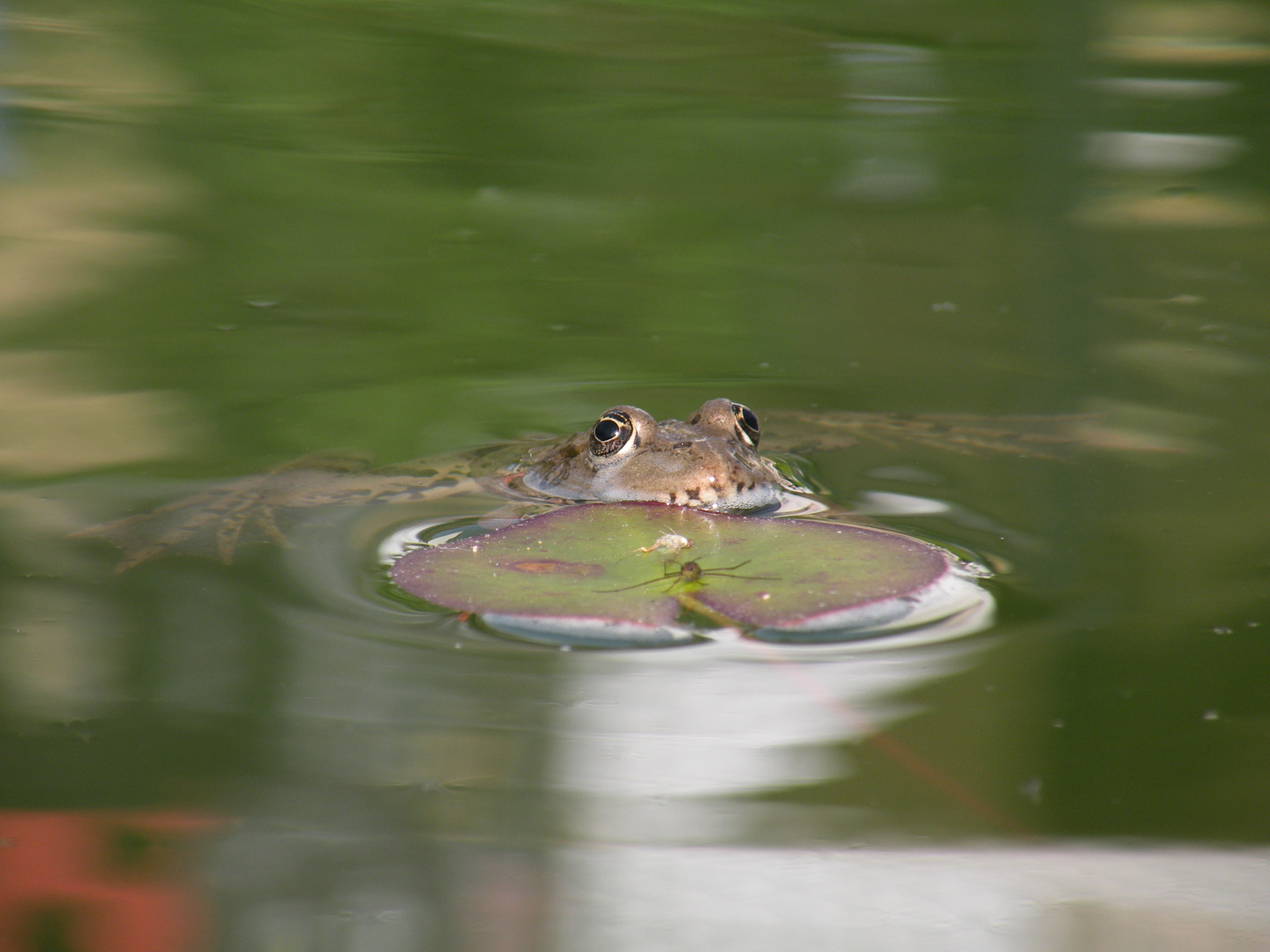 kleiner Besucher