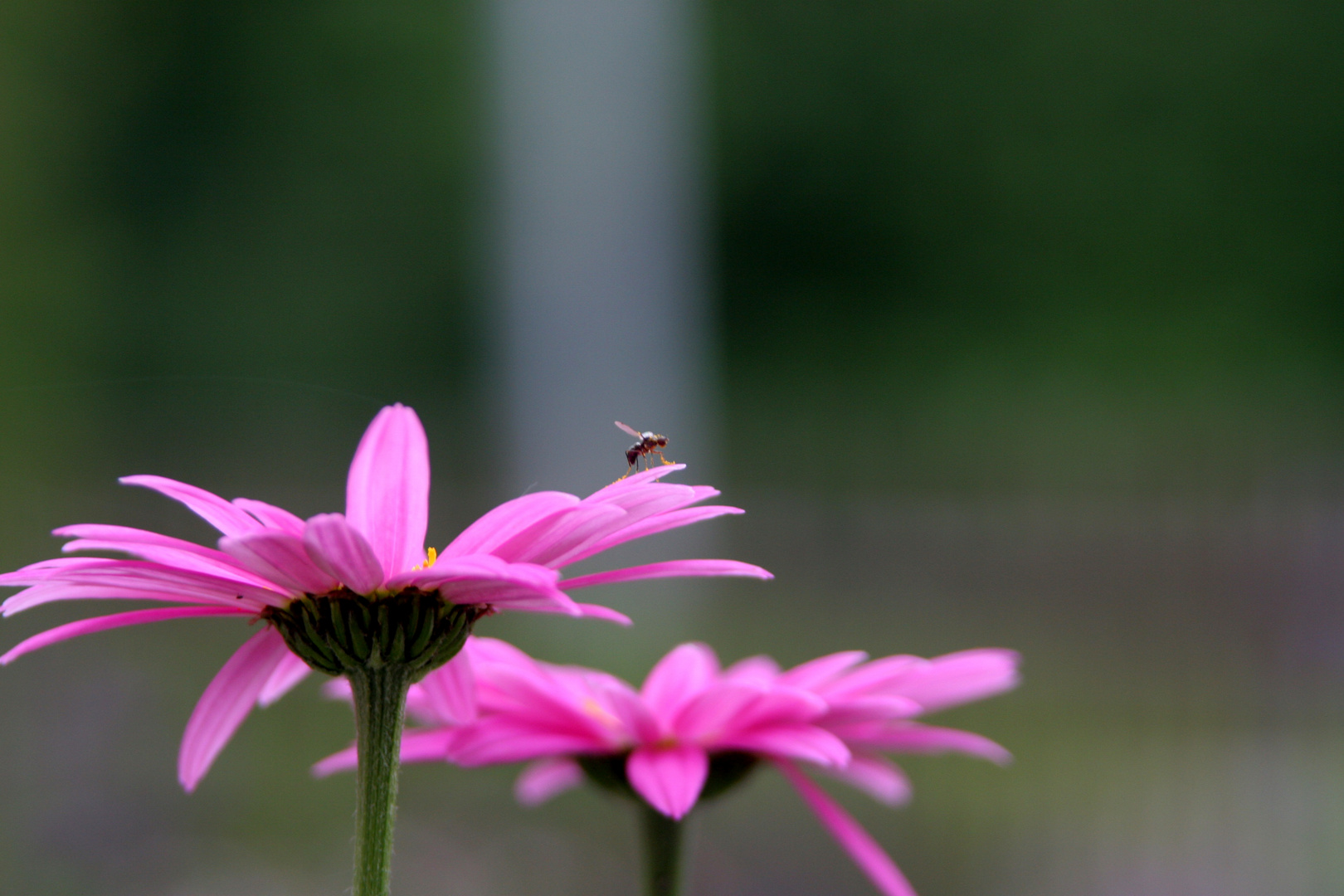 kleiner Besucher