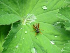 Kleiner Besucher