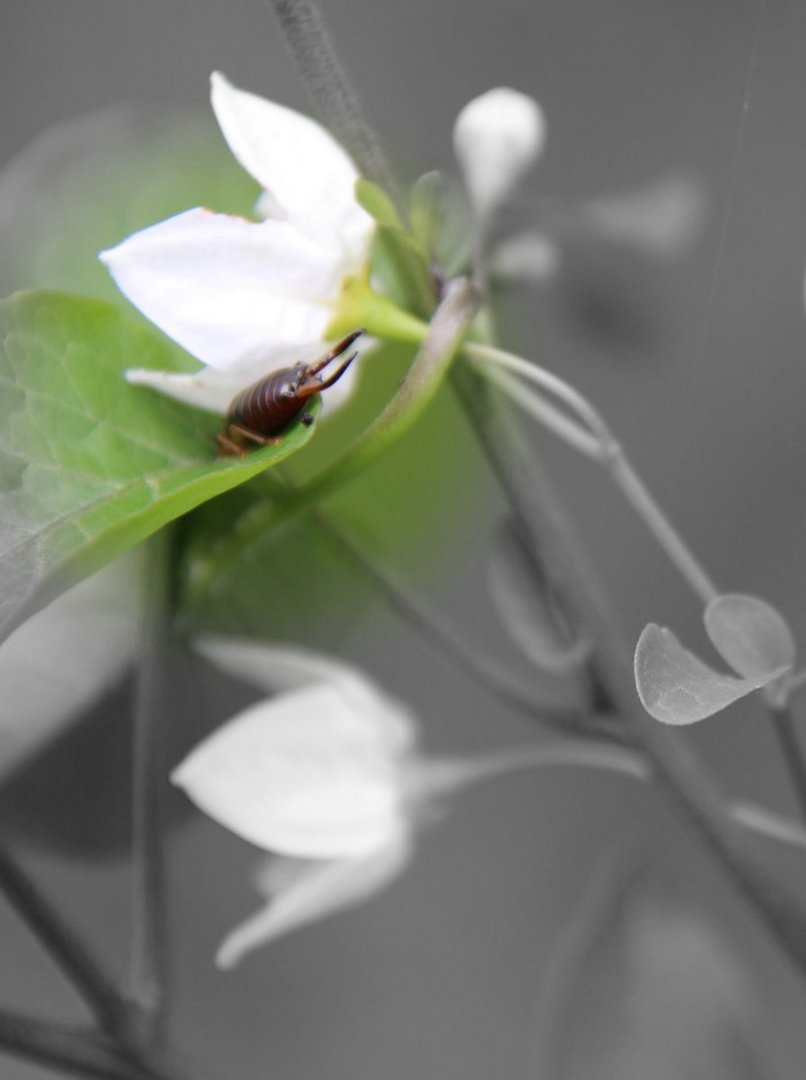 Kleiner Besucher