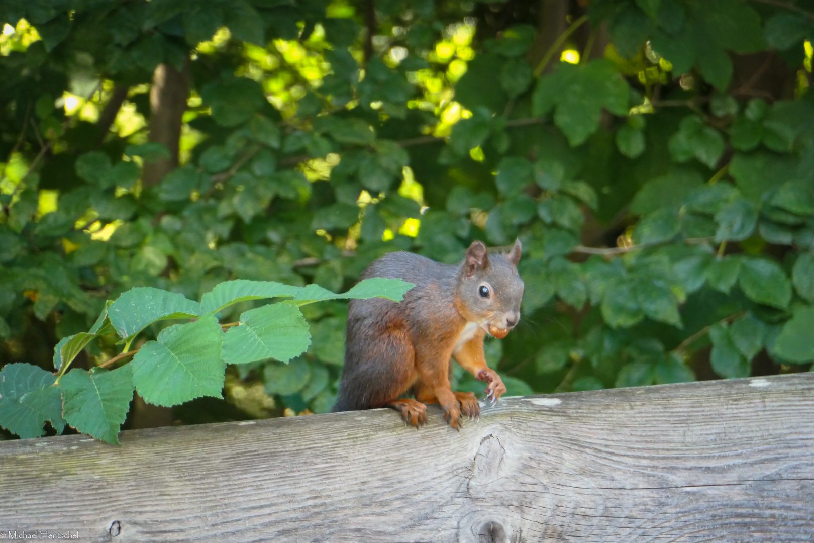 Kleiner Besucher