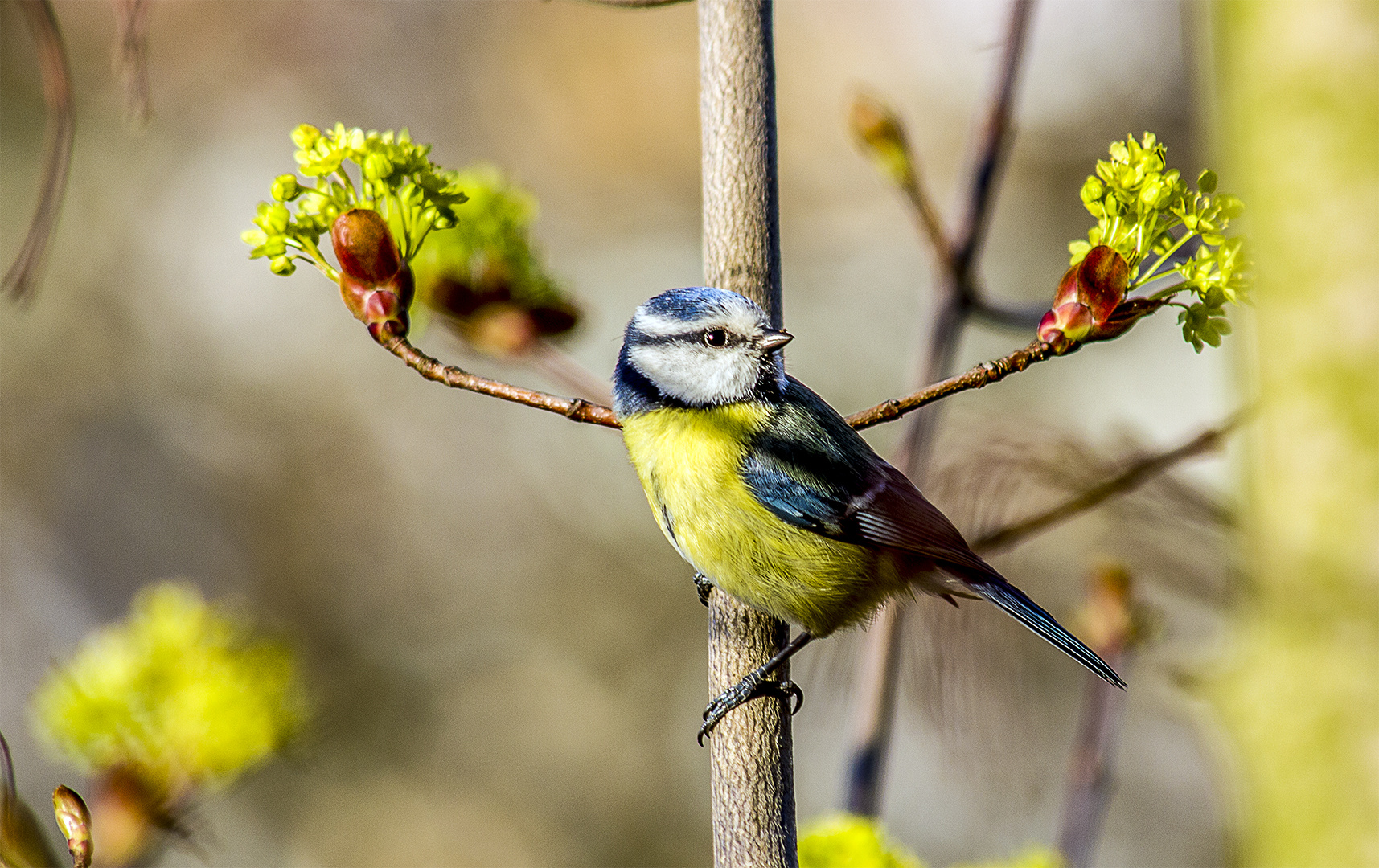 Kleiner Besucher 