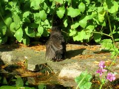 kleiner Besucher am Gartenteich