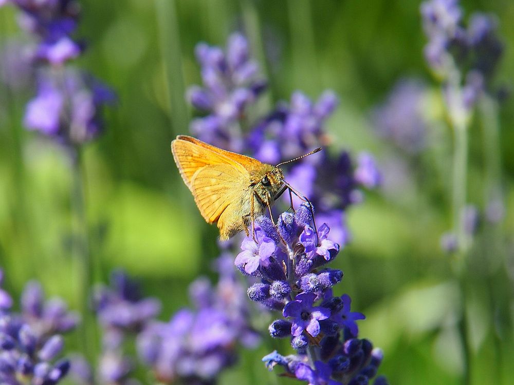 Kleiner Besucher am Lavendel