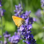 Kleiner Besucher am Lavendel