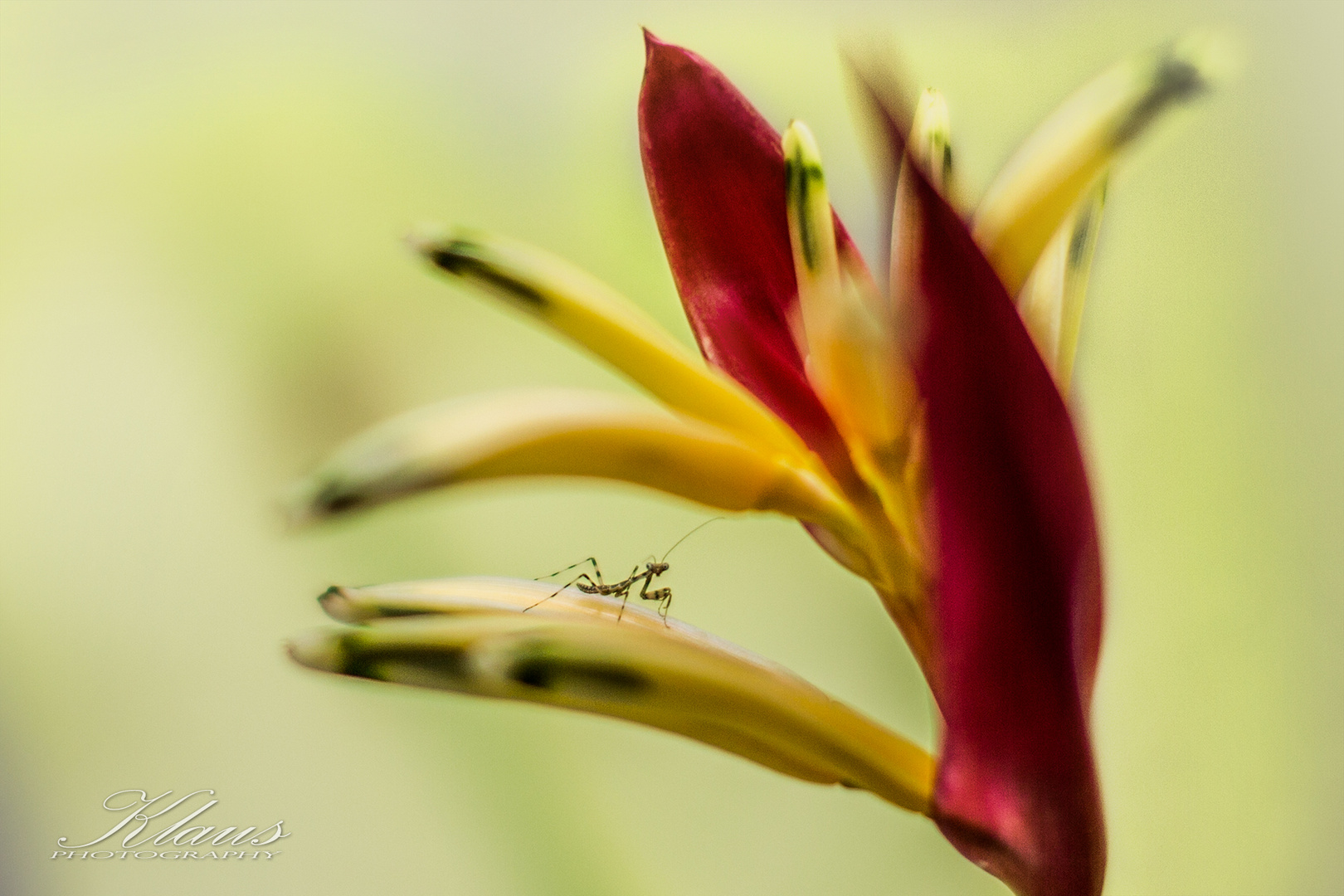 Kleiner Besucher auf Heliconia